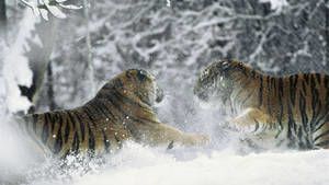 Kamchatka photo