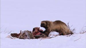 Kamchatka photo
