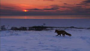 Kamchatka photo