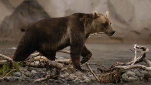 Kamchatka photo