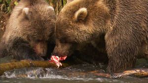Kamchatka photo