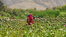 Afghan Heroin