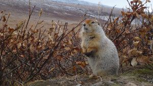 Siberia photo