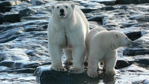 Siberia photo