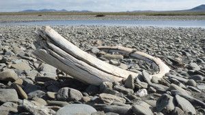 The Arctic photo