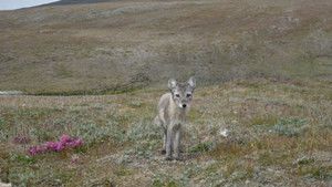 The Arctic photo