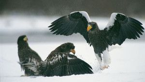 Kamchatka photo