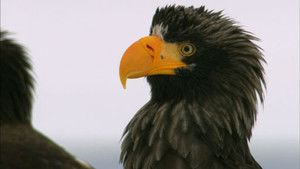 Kamchatka photo