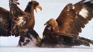 Kamchatka photo