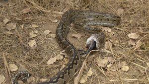Python Attack photo