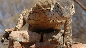 Lizard Kings photo