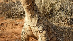 Lizard Kings photo