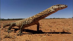 Lizard Kings photo