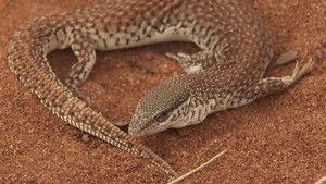 Lizard Kings photo