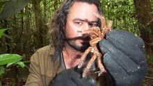 Spider Terror