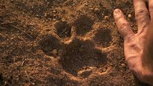 Elusive Jaguar