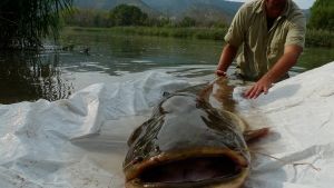 Monster Fish photo