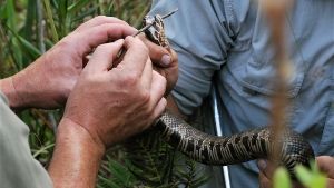 Python Hunters photo