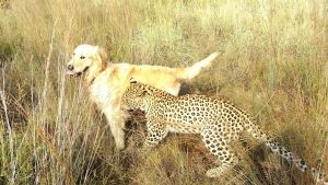 Unlikely Animal Friends photo