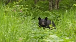 Bear Nomad photo