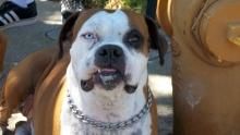 Dog Moments
