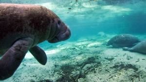 Florida's Wildlife photo