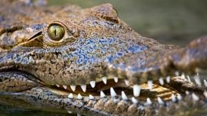 Florida's Wildlife photo