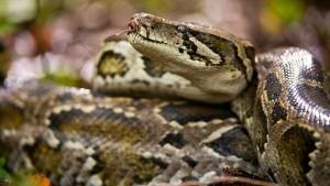 Florida's Wildlife photo