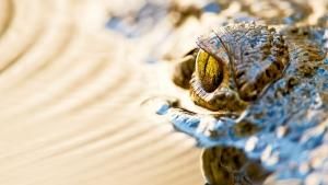 Florida's Wildlife photo