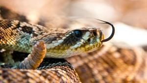 Florida's Wildlife photo