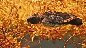 Florida's Wildlife photo