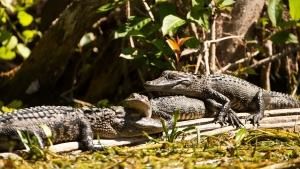 Florida's Wildlife photo
