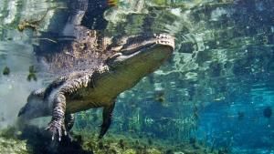 Florida's Wildlife photo