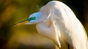 Florida's Wildlife photo
