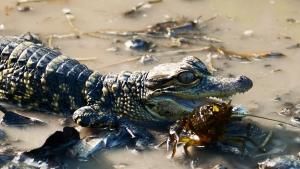Florida's Wildlife photo