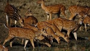 Night Stalkers photo