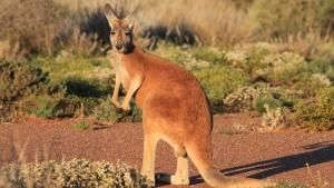 Wild Australia photo
