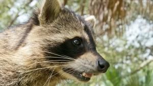 Wild Florida photo