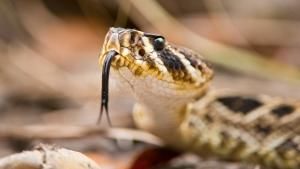 Wild Florida photo