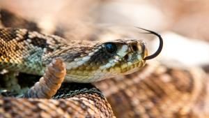 Wild Florida photo