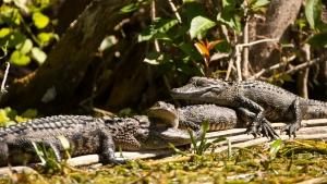 Wild Florida photo