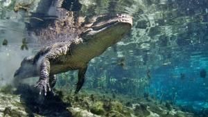Wild Florida photo