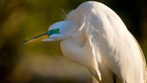 Wild Florida photo