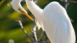 Wild Florida photo