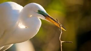 Wild Florida photo