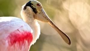 Wild Florida photo