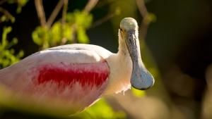 Wild Florida photo