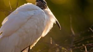 Wild Florida photo