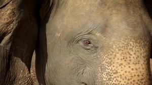 Sri Lanka Wonders photo
