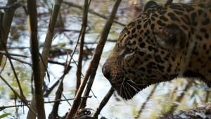 The Choco Colombia's Wild Coast photo